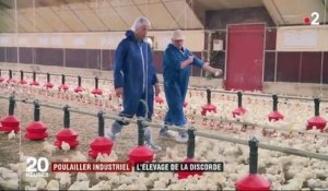 Pas-de-Calais : un projet d'élevage industriel de poulets contesté