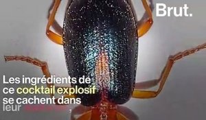 Le cocktail explosif du coléoptère bombardier pour se défendre