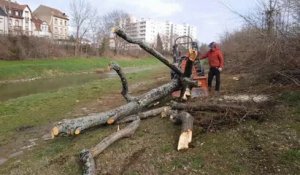 Mulhouse : une vingtaine d’arbres abattus le long des berges de l’Ill