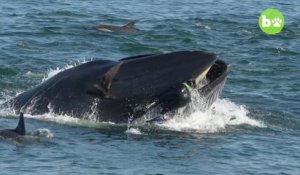 Choc : Un plongeur avalé par une baleine s'en tire plutôt bien !