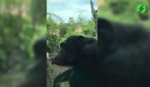Ce singe adorable fait un bisou à un enfant à travers la vitre au zoo