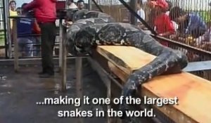Un python de plus de 7m découvert sur l'île de Sumatra