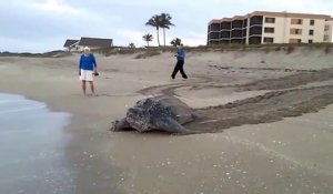 Ces touristes croisent la route d'une énorme tortue qui traverse la plage pour retourner à la mer