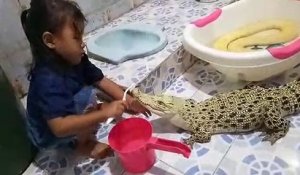 Une petite fille calmement brosse les dents d'un crocodile