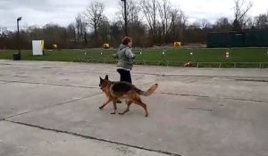 Séance d'entraînement au "dog dancing" au club cynophile de Dommartin-lès-Toul