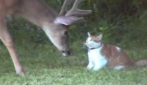 Amitié incroyable entre un cerf et un chat