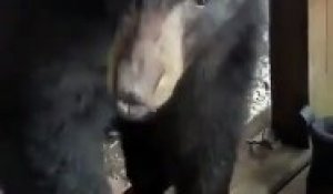 Tomber sur un ours en ouvrant la porte de la maison !