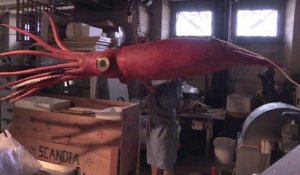 Il restaure un calmar géant de plus de 6 mètres de long pour une exposition à Paris
