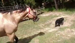 Insolite : ce cheval se fait promener par un chien