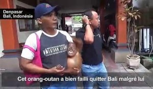 Un Russe arrêté à Bali avec un orang-outan drogué dans sa valise