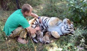 Ce soigneur vient caresser une maman tigre et ses bébés... Incroyable