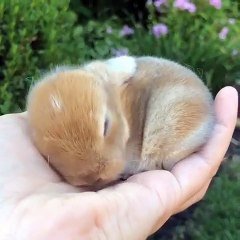 Un Bebe Lapin Pas Comme Les Autres Trop Cute Sur Orange Videos