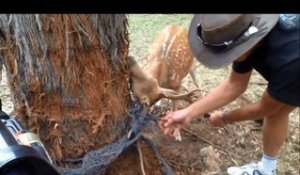 Ce cerf s'est coincé les bois dans une corde