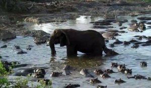 Hilarant : cet hippopotame embête un éléphant en lui mordant la queue
