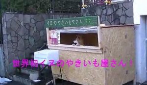 Cet adorable chien tient son propre stand de patates douces au Japon