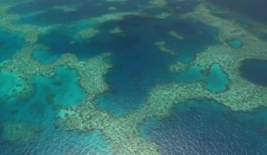 Sciences - Faire revivre la grande barrière de corail