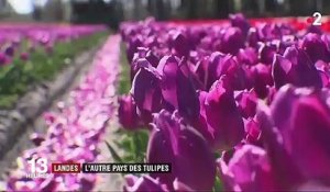 Landes : l'autre pays des tulipes