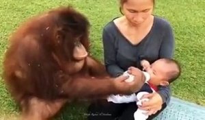 Cet orang-outan donne le biberon à un bébé... Adorable