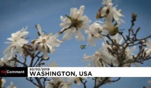 Les cerfs-volants à l'assaut du ciel de Washington