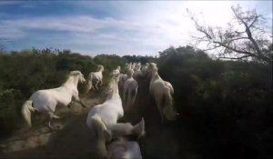 Un galop au milieu d'une vingtaine de chevaux en Camargue