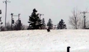 Un aigle emporte un chat pour son repas