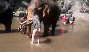 Un éléphant qui déteste les touristes... Douloureux