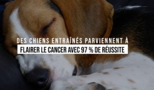 Des chiens entraînés parviennent à flairer le cancer avec 97 % de réussite