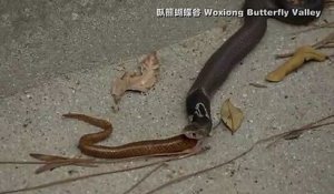 Un cobra recrache un autre serpent qu'il venait d'avaler