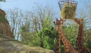 Faune - Zoo : mission préservation !