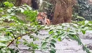 Un tigre se lance contre la vitre et effraye les touristes