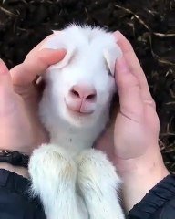 Cet Agneau Est Tellement Mignon Vous Allez Fondre En Regardant Cette Video Sur Orange Videos