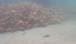 Vous n'avez jamais vu autant de crabes au même endroit