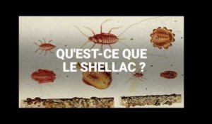 Qu&#39;est-ce que le shellac, additif issu d&#39;insectes retrouvé dans des aliments