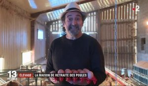 Limousin : un élevage de poules à la retraite