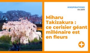Miharu Takizakura : ce cerisier géant millénaire est en fleurs