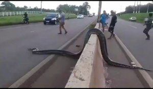 Des brésiliens aident un énorme anaconda à traverser une autoroute