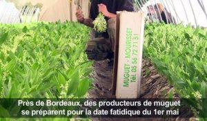 Compte à rebours pour les producteurs français de muguet