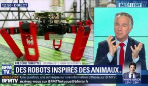 Des robots inspirés des animaux