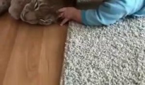 Avoir Un Lynx De Compagnie C Est Parfois Terrifiant Grosse Colere Sur Orange Videos