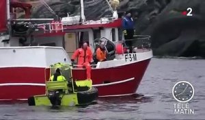 Norvège : une baleine blanche suspectée d'avoir été entraînée par l'armée russe