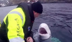 Des norvégiens retrouvent un dauphin entrainé par l'armée russe