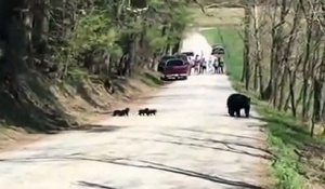 Une maman ours et ses 4 bébés aperçus en pleine route à Cades Cove