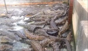 L'heure du repas pour des centaines de crocodiles... Folie