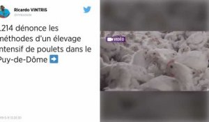 L214. Une nouvelle vidéo choc tournée dans un élevage de poulets du Puy-de-Dôme