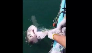 Un requin refuse de lacher ce filet de pêche
