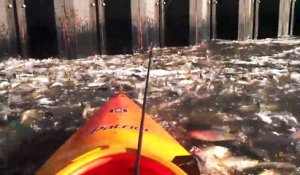 Ce kayakiste se retrouve sur un énorme banc de poisson à New York