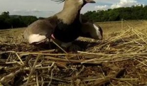 Cette maman oiseau courageuse défend son nid face à une moissonneuse