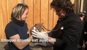 Naissance de coyotes, une première en France