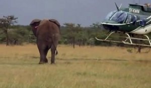 Cet éléphant n'aime pas les hélicoptères