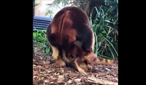 Un bébé kangourou sort du ventre de maman pour la première fois... Adorable